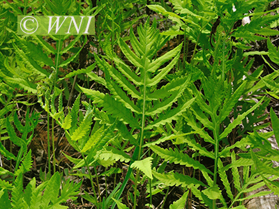 Sensitive Fern (Onoclea sensibilis)